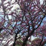 ...e un bellissimo esemplare di albero di giudea ricco di fiori rosa